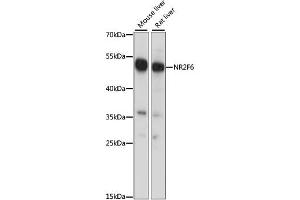 Western blot analysis of extracts of various cell lines, using NR2F6 antibody.