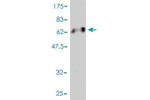 Western Blot detection against Immunogen (65.