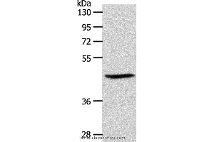 Western blot analysis of PC3 cell, using S1PR3 Polyclonal Antibody at dilution of 1:550 (S1PR3 anticorps)