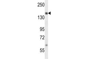 SRC-1 antibody western blot analysis in MDA-MB231 lysate.