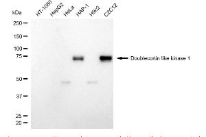 Western blotting analysis using doublecortin like kinase 1 antibody (ABIN7798387). (Recombinant DCLK1 anticorps)