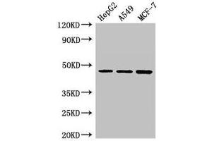Western Blot Positive WB detected in: HepG2 whole cell lysate, A549 whole cell lysate, MCF-7 whole cell lysate All lanes: MAEA antibody at 3 μg/mL Secondary Goat polyclonal to rabbit IgG at 1/50000 dilution Predicted band size: 46, 41, 37, 27 kDa Observed band size: 46 kDa (MAEA anticorps  (AA 299-356))