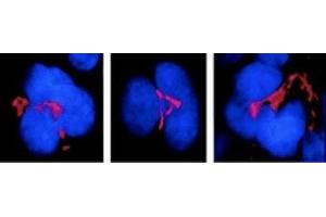 Immunocytochemistry/Immunofluorescence analysis using Mouse Anti-FKBP51 Monoclonal Antibody, Clone Hi51B (ABIN361795 and ABIN361794). (FKBP5 anticorps)