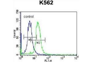 Flow cytometric analysis of K562 cells using STARD5 Antibody (N-term) Cat. (STARD5 anticorps  (N-Term))