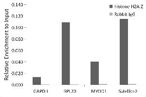Chromatin immunoprecipitation analysis of extracts of HeLa cells, using Histone H2A. (Histone H2A anticorps)