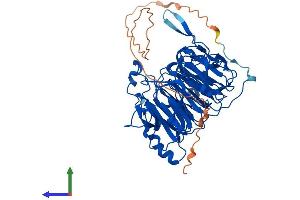 AlphaFold protein structure predicition of Human Recombinant RCC2 Protein, UniprotID Q9P258