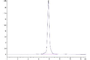 The purity of Mouse MFAP5 is greater than 95 % as determined by SEC-HPLC.