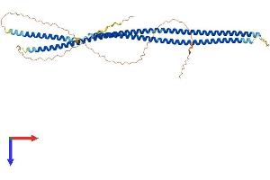 AlphaFold protein structure predicition of Human Recombinant KRT35 Protein, UniprotID Q92764