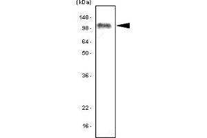 Western Blotting (WB) image for anti-Toll-Like Receptor 7 (TLR7) antibody (ABIN361162) (TLR7 anticorps)