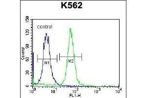 RAB3D Antibody (C-term) (ABIN657140 and ABIN2846278) flow cytometric analysis of K562 cells (right histogram) compared to a negative control cell (left histogram). (RAB3D anticorps  (C-Term))