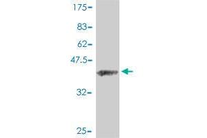 Western Blot detection against Immunogen (37 KDa) .