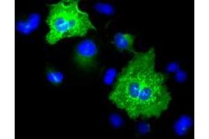 Anti-KRT8 mouse monoclonal antibody (ABIN2452324) immunofluorescent staining of COS7 cells transiently transfected by pCMV6-ENTRY KRT8 (RC209570). (KRT8 anticorps  (AA 91-381))