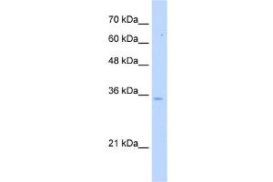 PPA1 antibody used at 5 ug/ml to detect target protein. (Pyrophosphatase (Inorganic) 1 (PPA1) anticorps)