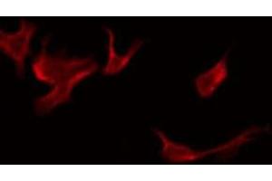 ABIN6276091 staining Hela by IF/ICC. (OR52E2 anticorps  (Internal Region))