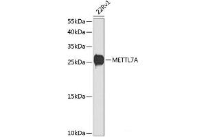 Western blot analysis of extracts of 22Rv1 cells using METTL7A Polyclonal Antibody at dilution of 1:1000. (METTL7A anticorps)