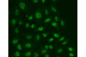 Immunofluorescence analysis of A549 cells using POLR2E antibody. (POLR2E anticorps)