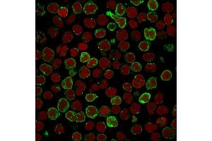 Immunofluorescence staining of MOLT4 cells using OX40 Mouse Monoclonal Antibody (OX40/3108) followed by goat anti-Mouse IgG conjugated to CF488 (green).