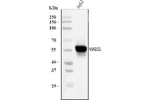 Western blot analysis of HMGCS1 using anti-HMGCS1 antibody (ABIN7600928).