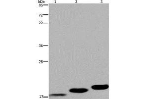 Western Blot analysis of Mouse skeletal muscle, heart and bladder tissue using MYL12B Polyclonal Antibody at dilution of 1:450 (MYL12B anticorps)