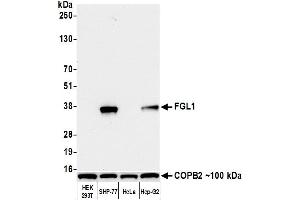 Western Blotting (WB) image for anti-Fibrinogen-Like 1 (FGL1) (AA 18-312) antibody (ABIN7453972)