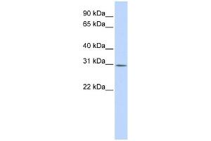 WB Suggested Anti-YIF1B Antibody Titration:  0. (YIF1B anticorps  (Middle Region))