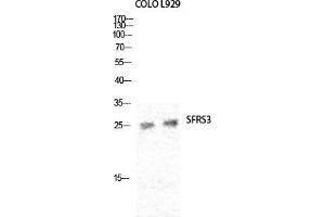 Western Blot (WB) analysis of specific cells using SRp20 Polyclonal Antibody. (SRSF3 anticorps  (C-Term))