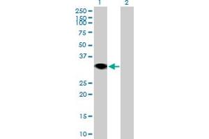 Western Blot analysis of RNF144A expression in transfected 293T cell line by RNF144A MaxPab polyclonal antibody.
