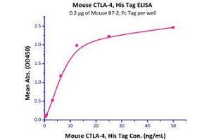 Immobilized Mouse B7-2, Fc Tag (Cat# CD6-M5251) at 5 μg/mL (100 µl/well),can bind Mouse CTLA-4, His Tag (Cat# CT4-M52H5) with a linear range of 0. (CD86 Protein (CD86) (AA 24-245) (Fc Tag))