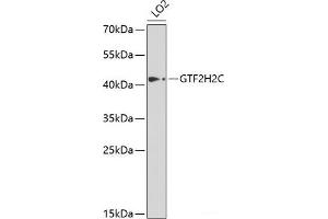 Western blot analysis of extracts of LO2 cells using GTF2H2C Polyclonal Antibody at dilution of 1:1000. (GTF2H2C anticorps)