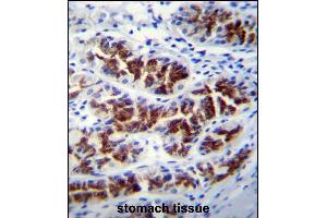 PTPN20A Antibody (Center) (ABIN655743 and ABIN2845189) immunohistochemistry analysis in formalin fixed and paraffin embedded human stomach tissue followed by peroxidase conjugation of the secondary antibody and DAB staining. (PTPN20A anticorps  (AA 178-207))
