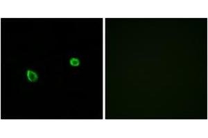 Immunofluorescence (IF) image for anti-Endoplasmic Reticulum To Nucleus Signaling 2 (ERN2) (AA 841-890) antibody (ABIN2889648) (ERN2 anticorps  (AA 841-890))
