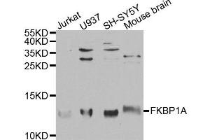 Western blot analysis of extracts of various cell lines, using FKBP1A antibody. (FKBP1A anticorps)