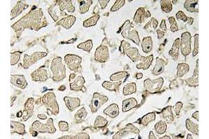 Immunohistochemistry analyzes of AP20378PU-N Ephrin-A1 antibody in paraffin-embedded human heart tissue. (Ephrin A1 anticorps)
