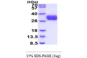 SDS-PAGE (SDS) image for CD58 (CD58) (AA 29-215) protein (His tag) (ABIN5855029)