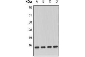 Western blot analysis of GRIM19 expression in MCF7 (A), K562 (B), mouse kidney (C), mouse heart (D) whole cell lysates. (NDUFA13 anticorps)