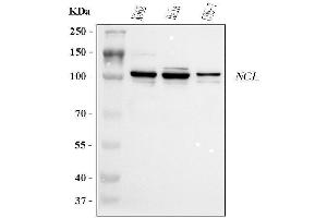 Western blot analysis of NCL using anti-NCL antibody (ABIN7600662). (Nucleolin anticorps  (AA 219-629))