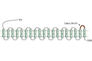 Representative domain view of the target of ABIN7043879.