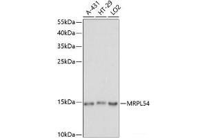Western blot analysis of extracts of various cell lines using MRPL54 Polyclonal Antibody at dilution of 1:1000. (MRPL54 anticorps)