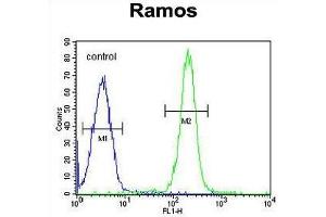 TTC9C Antibody (N-term) flow cytometric analysis of Ramos cells (right histogram) compared to a negative control cell (left histogram).