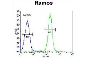 TTC9C Antibody (N-term) flow cytometric analysis of Ramos cells (right histogram) compared to a negative control cell (left histogram). (TTC9C anticorps  (N-Term))