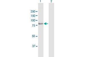 Western Blot analysis of TARS2 expression in transfected 293T cell line by TARS2 MaxPab polyclonal antibody.