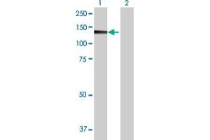 Western Blot analysis of PMFBP1 expression in transfected 293T cell line by PMFBP1 MaxPab polyclonal antibody.