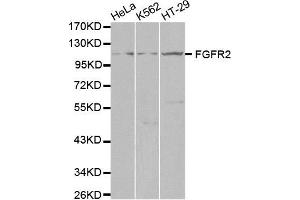 Western blot analysis of extracts of various cell lines, using FGFR2 antibody. (FGFR2 anticorps  (AA 1-100))