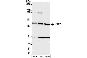 Western Blotting (WB) image for anti-Ubiquitin Specific Peptidase 7 (Herpes Virus-Associated) (USP7) (C-Term) antibody (ABIN7454512) (USP7 anticorps  (C-Term))