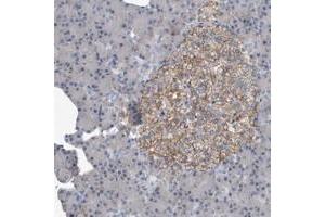 Immunohistochemical staining of human pancreas with PGBD2 polyclonal antibody  shows moderate membranous positivity in islet cells at 1:10-1:20 dilution. (PGBD2 anticorps)
