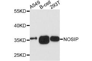 Western blot analysis of extracts of various cell lines, using NOSIP antibody. (NOSIP anticorps  (AA 1-301))