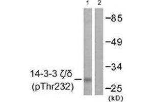 Western blot analysis of extracts from Jurkat cells treated with UV 15', using 14-3-3 zeta/delta (Phospho-Thr232) Antibody. (14-3-3 zeta anticorps  (pThr232))