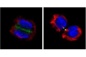 ICC/IF Image Confocal immunofluorescence analysis (Olympus FV10i) of paraformaldehyde-fixed U2OS, using Survivin, antibody (Geen) at 1:500 dilution.