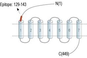 anti-Secretin Receptor (SCTR) (AA 129-143), (Extracellular), (N-Term) antibody