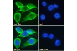 ABIN570836 Immunofluorescence analysis of paraformaldehyde fixed NIH3T3 cells, permeabilized with 0. (OXT anticorps  (C-Term))